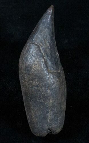 Fossil Sperm Whale Tooth - Inches (Miocene) #3765
